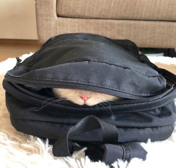 リュックの中に入るみかんちゃん