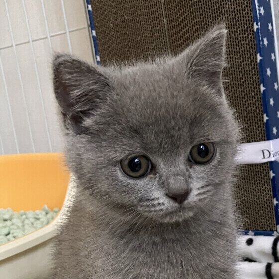 ブリティッシュショートヘアのうにちゃん♪
