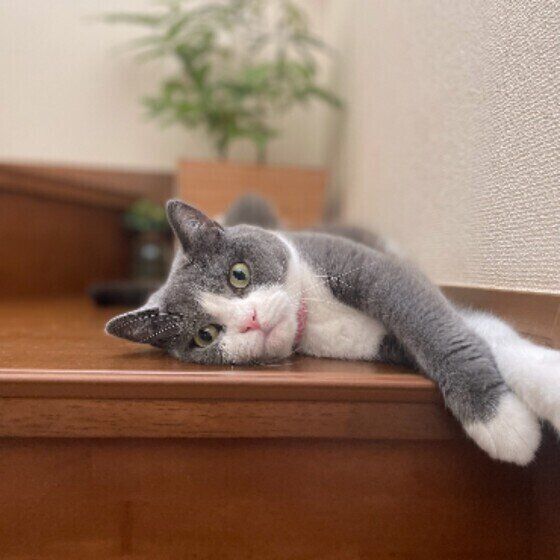 ブリティッシュショートヘアのはなちゃん♪