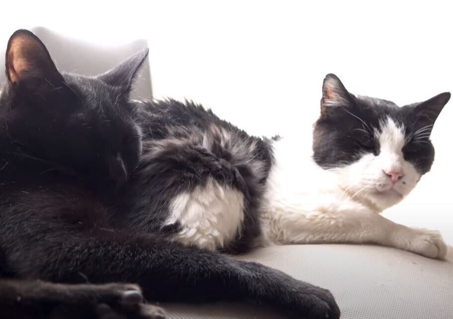 お尻を枕にして寝る猫