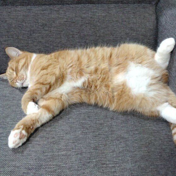 お腹を見せて眠るマンチカン