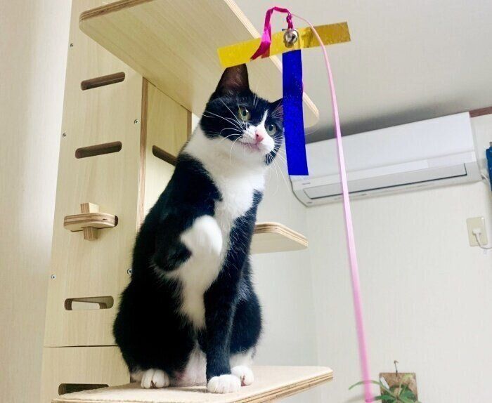 おもちゃで遊ぶタビちゃん