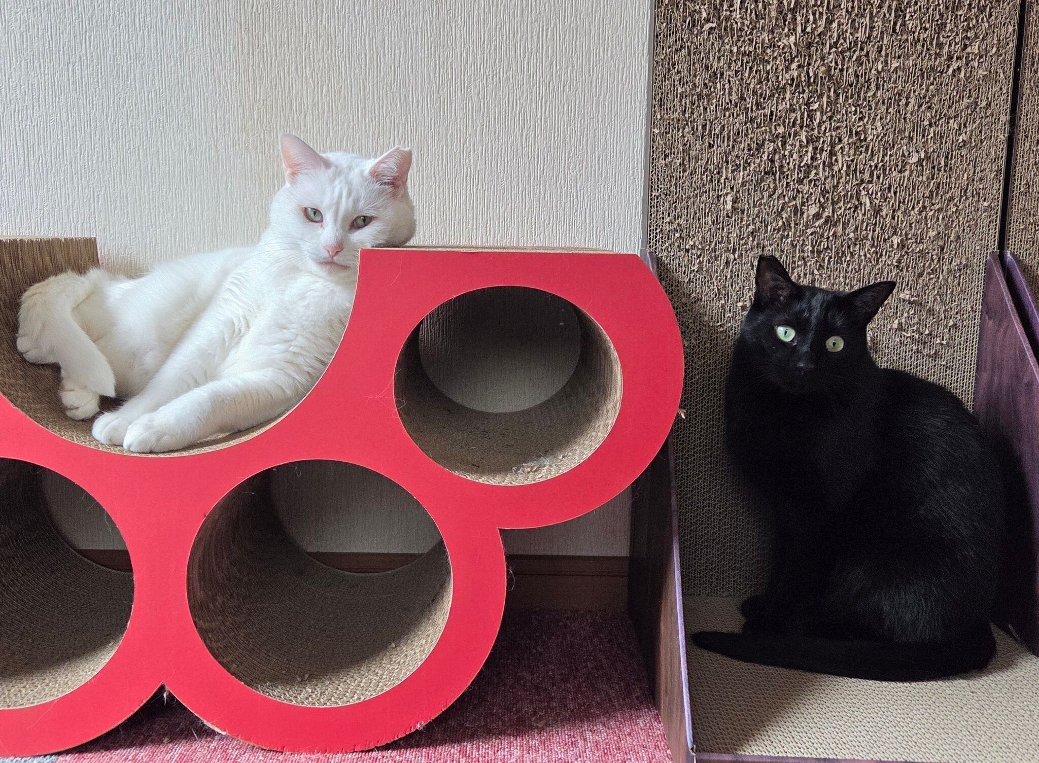 7才になった雑煮ちゃんとあんこくん