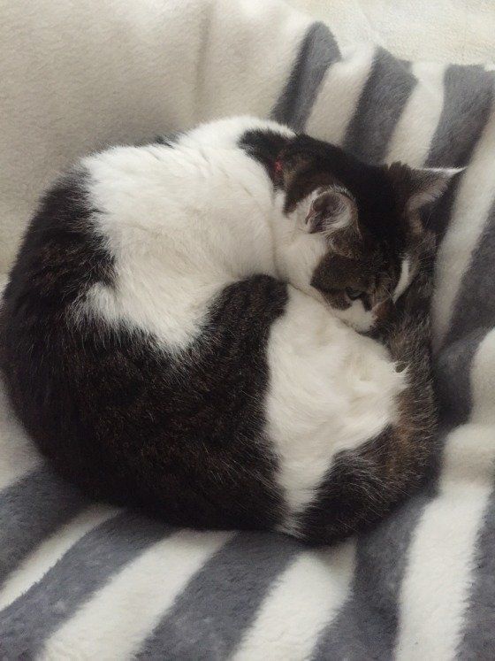 丸くなって寝ている MIX黒×白