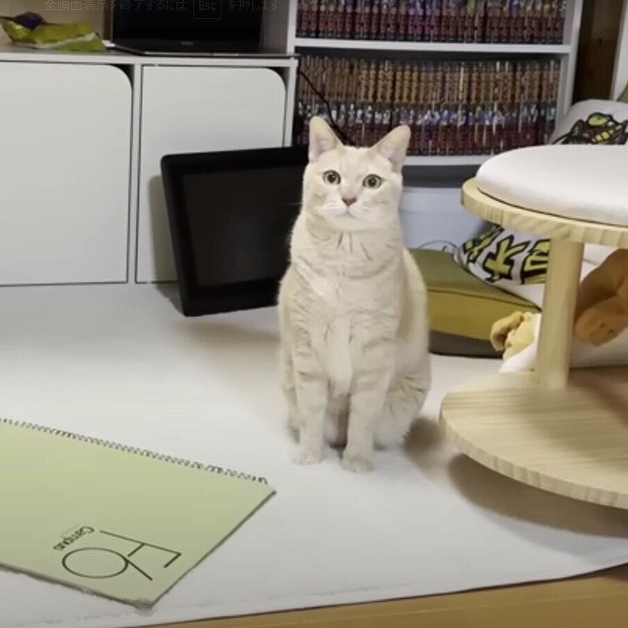 遠くを見つめるひのきちゃん