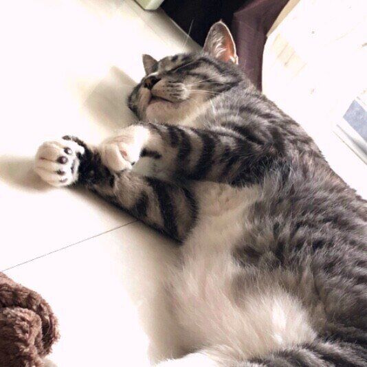 サバトラ猫のまるしぇちゃん