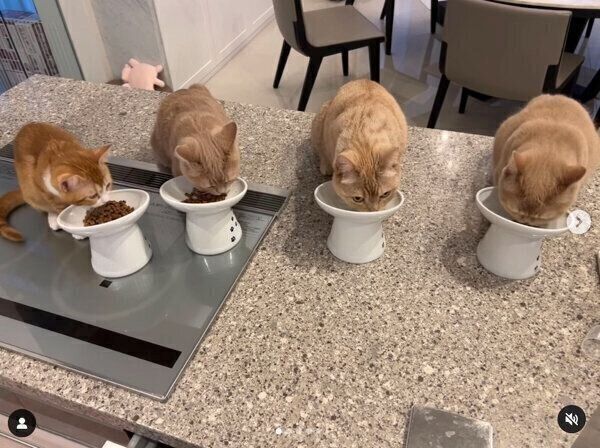 ごはんを食べるみーくんと先住猫