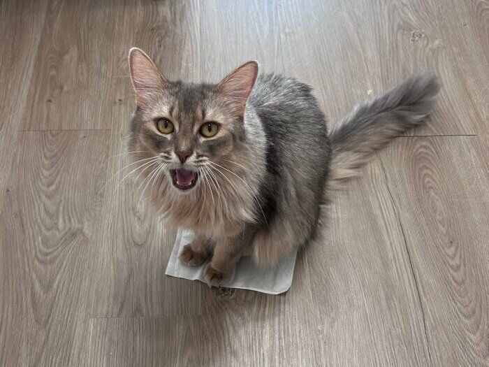 飼い主さんを見上げながら鳴くリンダちゃん