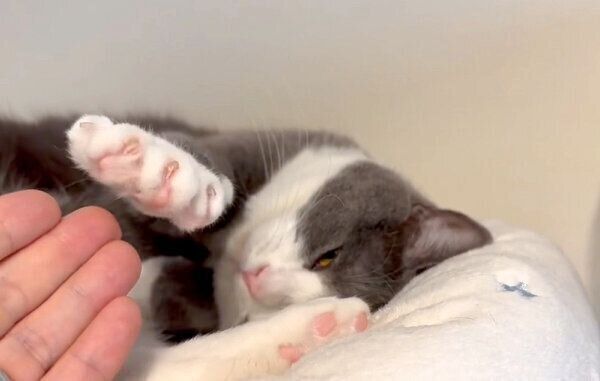 飼い主さんの指先を掻くようなしぐさをする、しらたまくん