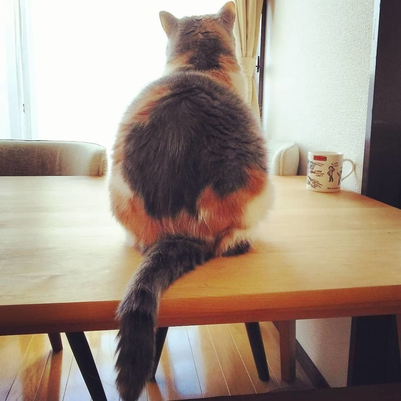 インスタから厳選 超可愛い猫の後ろ姿画像 動画で癒されて ねこのきもちweb Magazine インスタから厳選 超可愛い猫の後ろ姿画像 動画で癒されて ねこのきもちweb Magazine