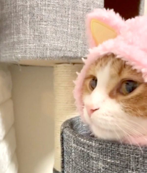 猫のかぶりものかぶる茶太くん