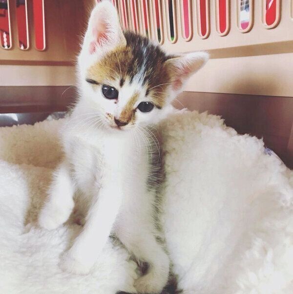 お家に来た頃のちくわくん