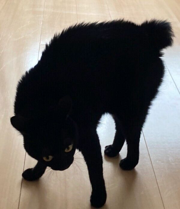 「やんのかステップ」で威嚇するあさりちゃん