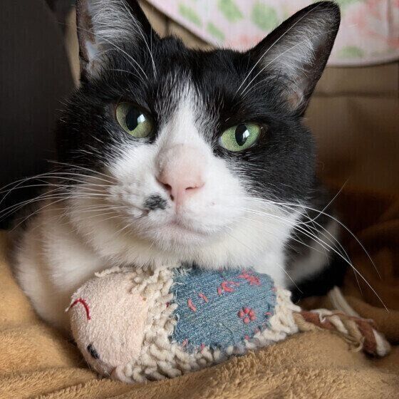 MIX　黒×白のこうめちゃん