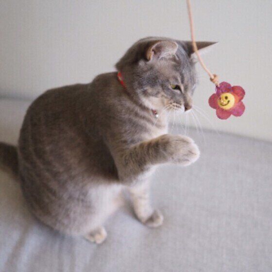 MIXのはな豆ちゃん