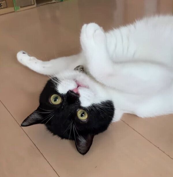 寝転がるうりくん