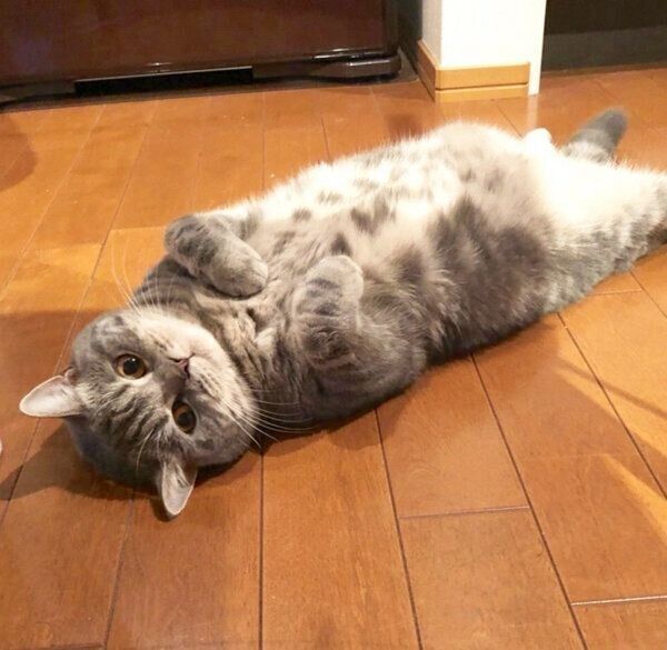 ヘソ天するぽぺんちゃん