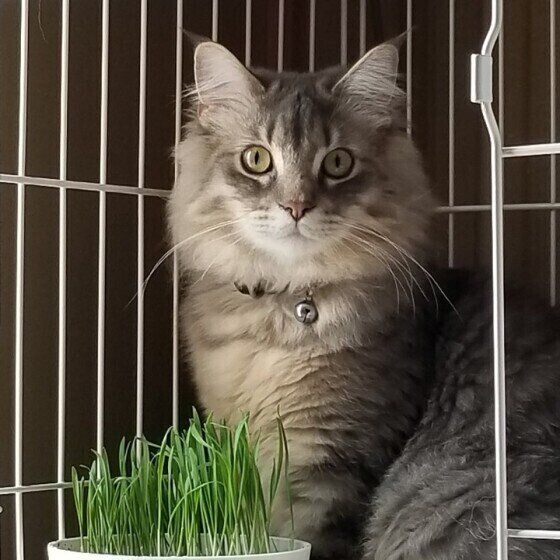 サイベリアンのドムくん