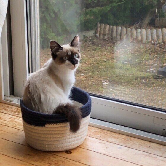 窓際でマイペースに過ごすトト子ちゃん