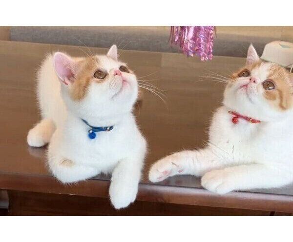 「塩対応」をするひるねくん、こんぶちゃん