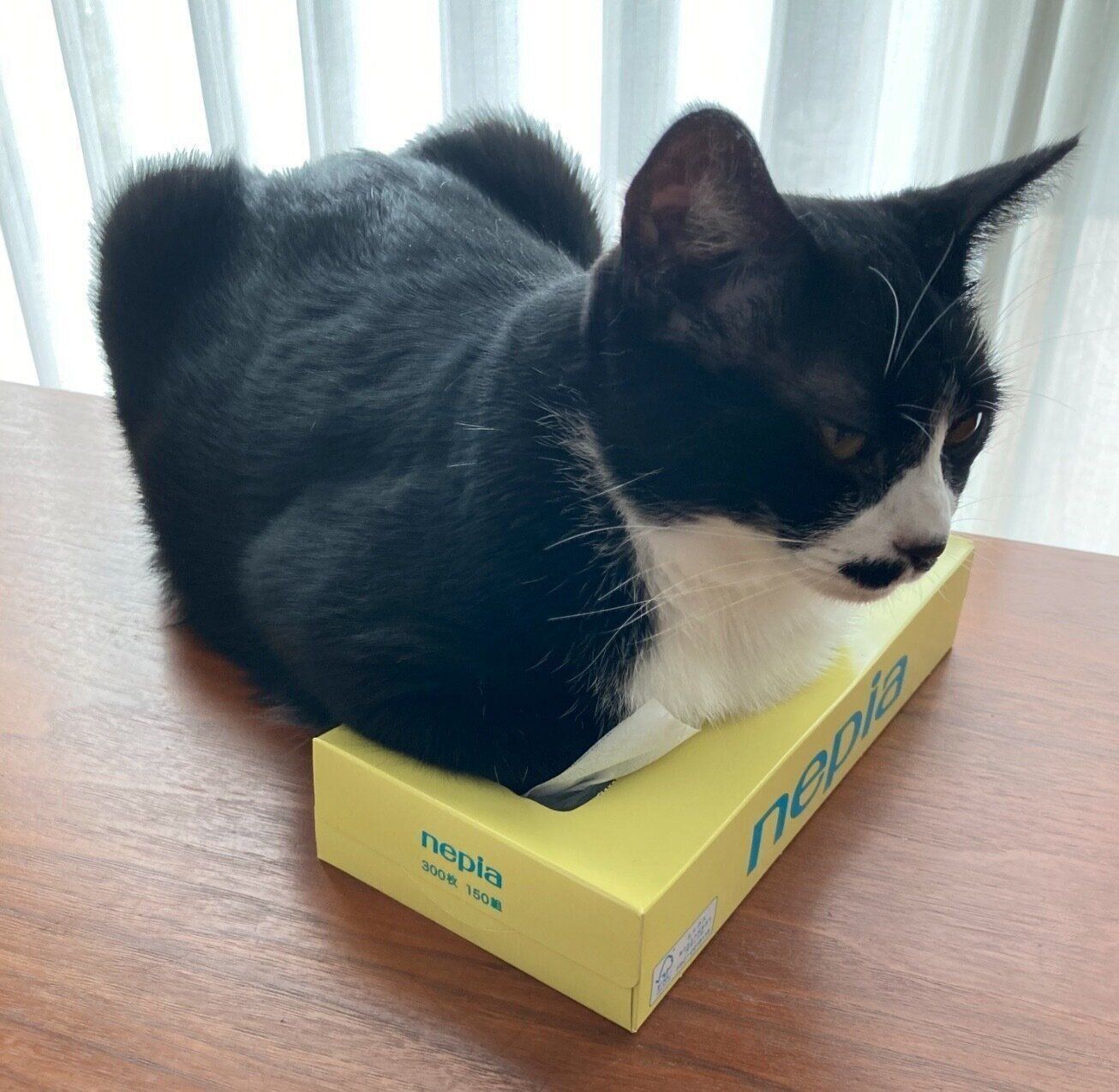 ティッシュ箱に入ろうとするまるもちゃん