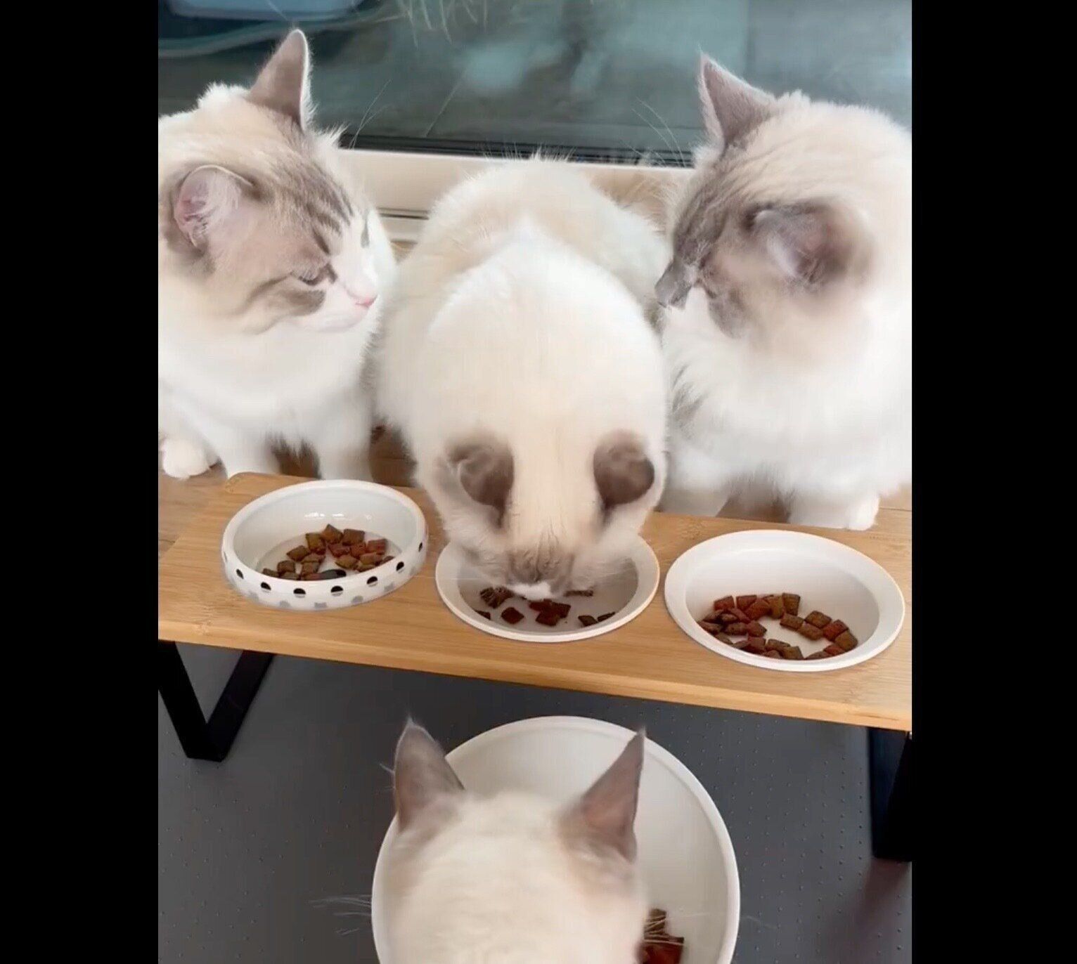 ゴハンを食べる猫たち