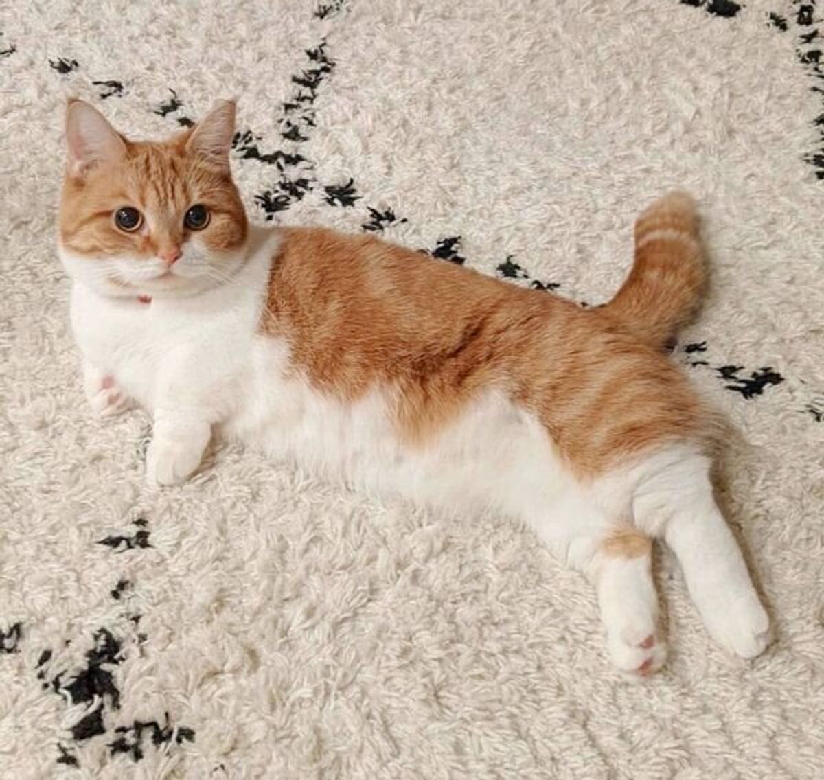 なぜか戦闘モードで飼い主の前に現れた猫 いつもと違う 勇ましい姿 にギャップ萌え ねこのきもちweb Magazine なぜか戦闘モードで飼い主の前に現れた猫 いつもと違う 勇ましい姿 にギャップ萌え ねこのきもちweb Magazine