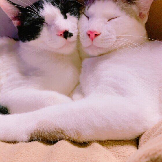 茶白のきなこくんたち