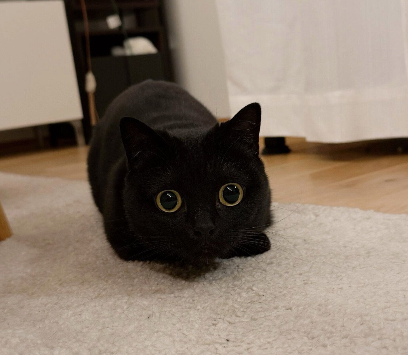 まんまるの目が可愛いハーブちゃん