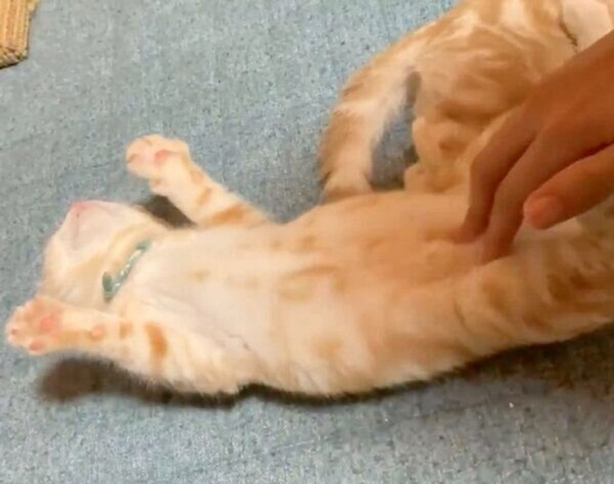 おなかを撫でると肉球が パァッ マッサージ中に独特なクセを見せる子猫が可愛すぎた ねこのきもちweb Magazine おなかを撫でると肉球が パァッ マッサージ中に独特なクセを見せる子猫が可愛すぎた ねこのきもちweb Magazine