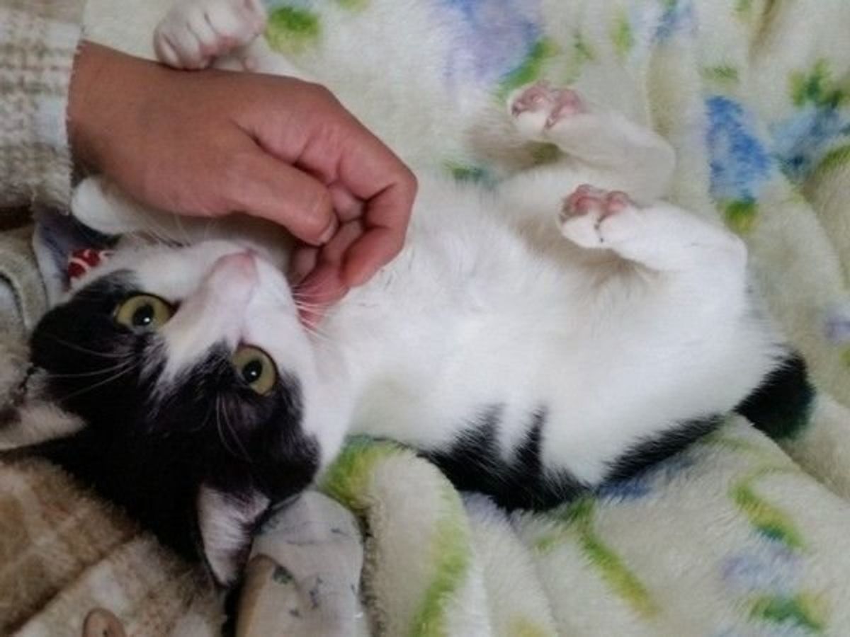 獣医師が解説 猫のいびきに潜む危険とは いびきの原因と対処法 ねこのきもちweb Magazine 獣医師が解説 猫のいびきに潜む危険とは いびきの原因と対処法 ねこのきもちweb Magazine