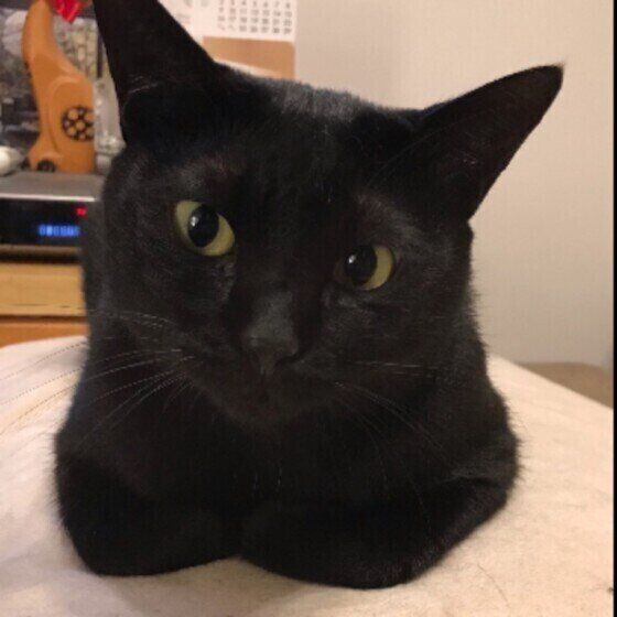 首をかしげながら香箱座りをするメイちゃん