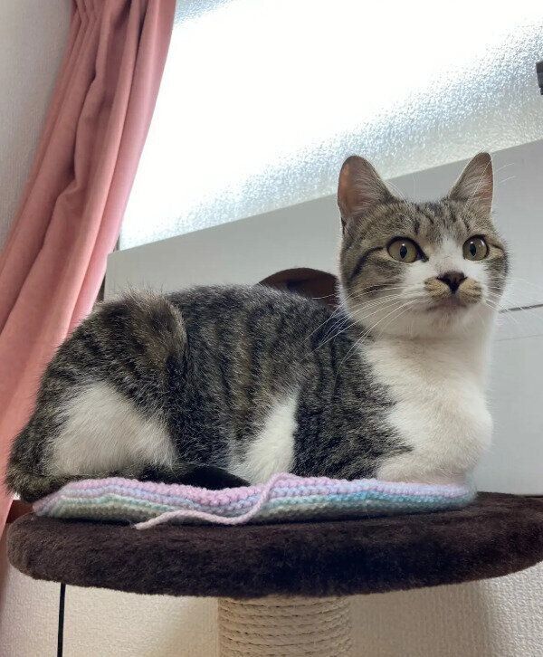 生後推定8カ月の猫