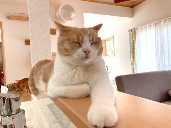 くつろぐちょみーちゃん