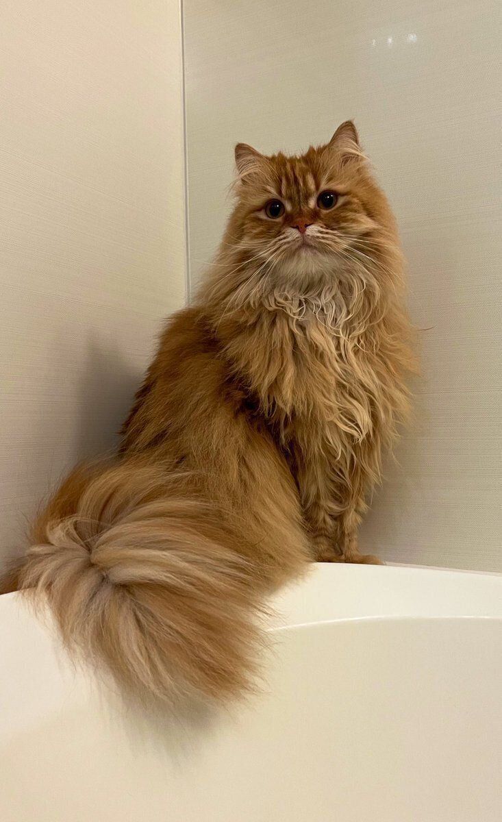 このしっぽ一生見ていたい」窓の外を眺めるモフモフの猫たちに約