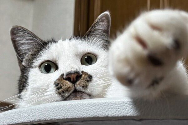 猫パンチをするウタマロくん