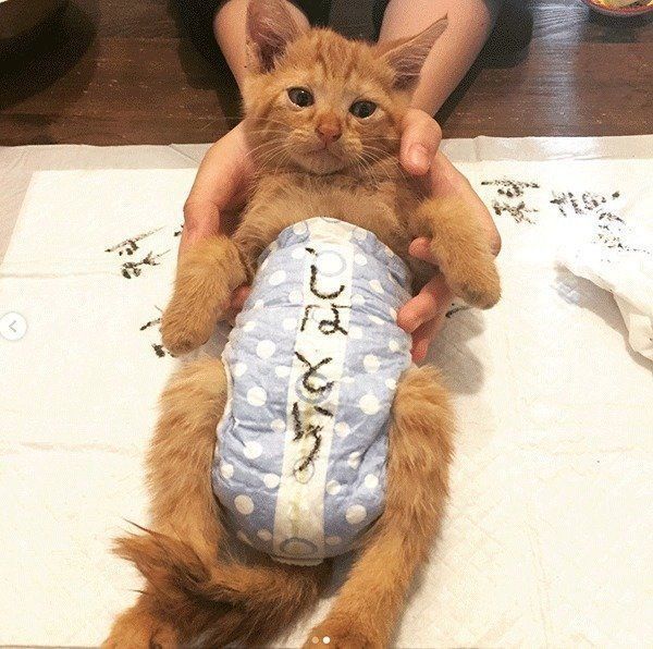 しなとらちゃん