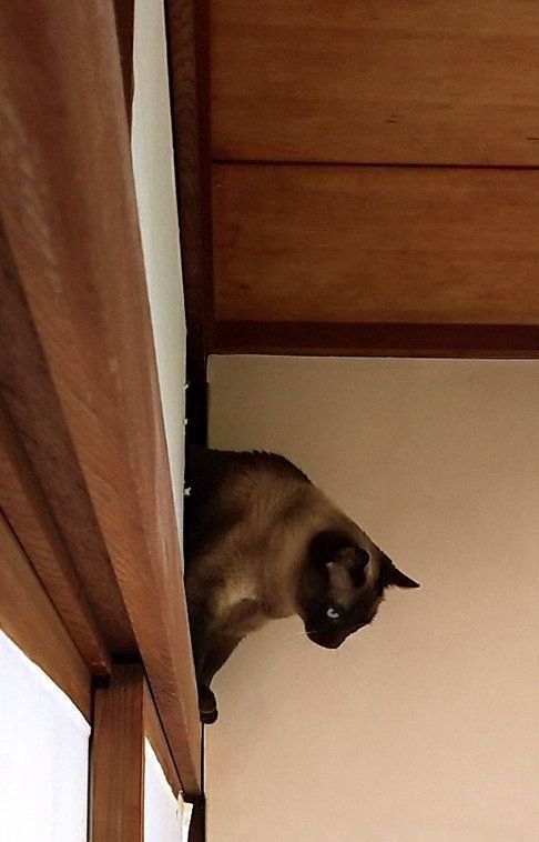 障子かんたろう