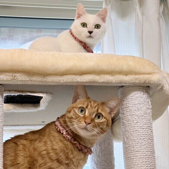 MIX（白）シフォンちゃん