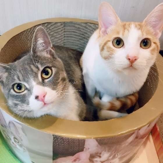 爪とぎの中に入る2匹の猫