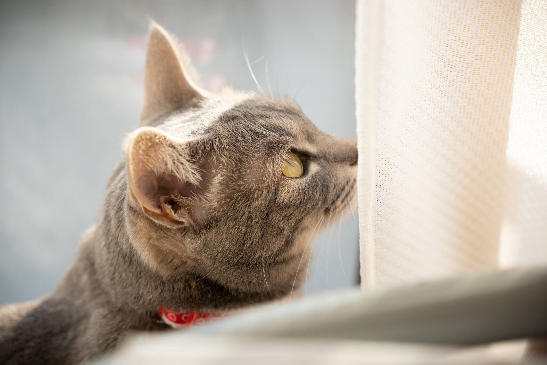 カーテンのそばにいる猫