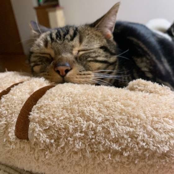 茶色のクッションの上で眠るアメリカンショートヘア