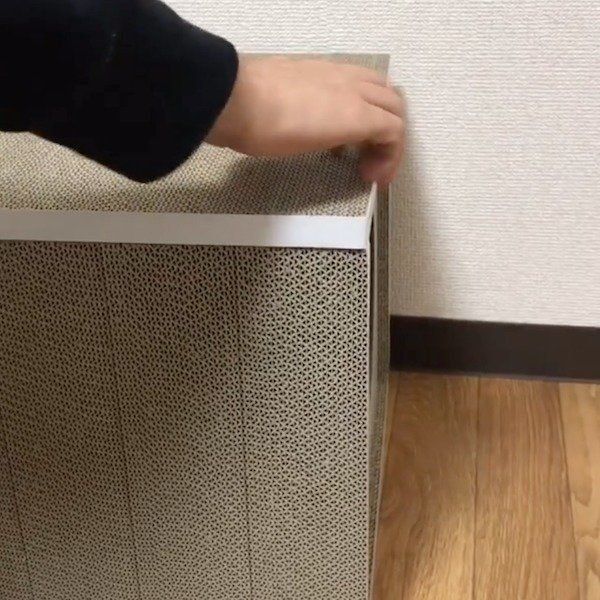 おうちが襲撃されるブリティッシュショートヘア