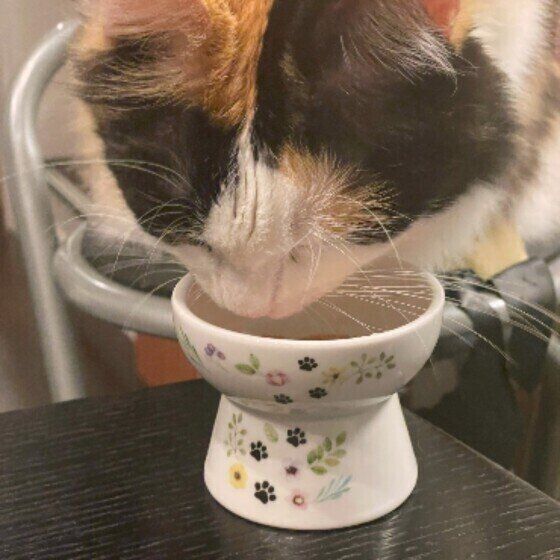 Mix（ミケ）のみぃちゃん♪