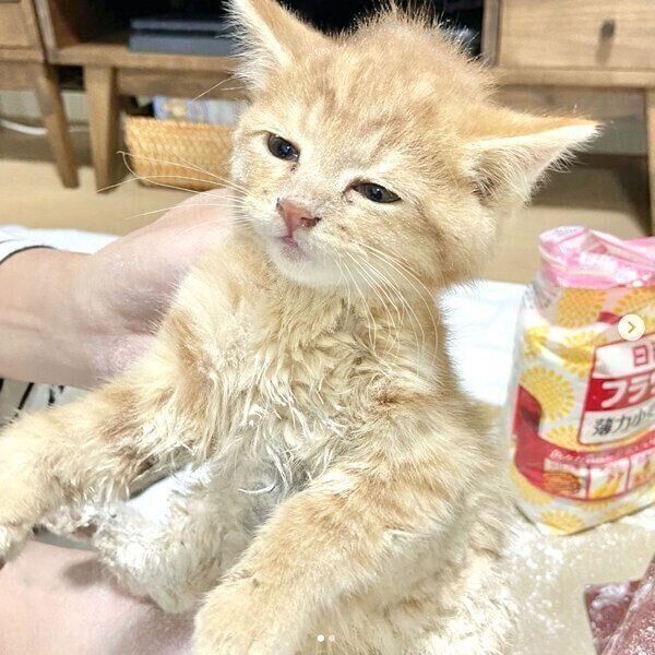 小麦粉で毛の汚れをとってもらうみゃおちゃん