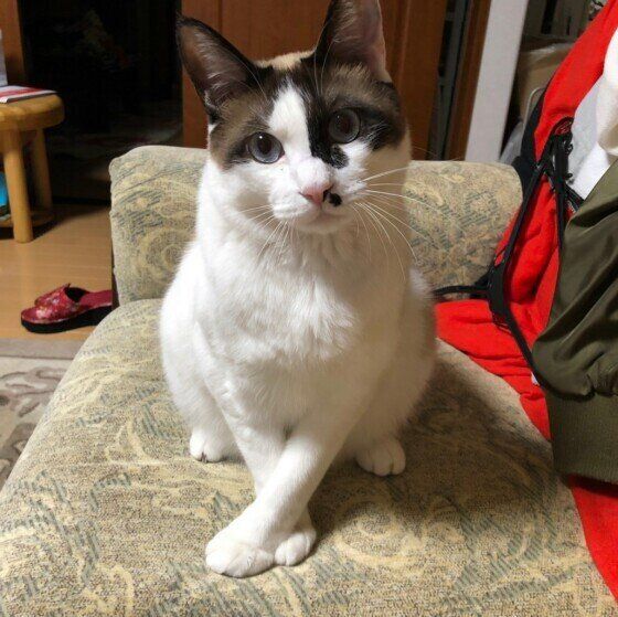 日本ネコのベルちゃん