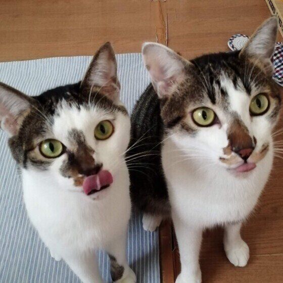 おやつが欲しい猫