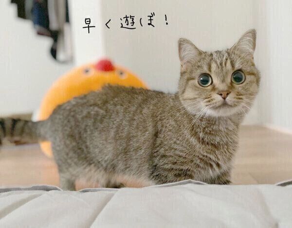 飼い主さんを可愛く起こすきなこちゃん