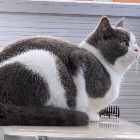 ブリティッシュショートヘアの凪ちゃん