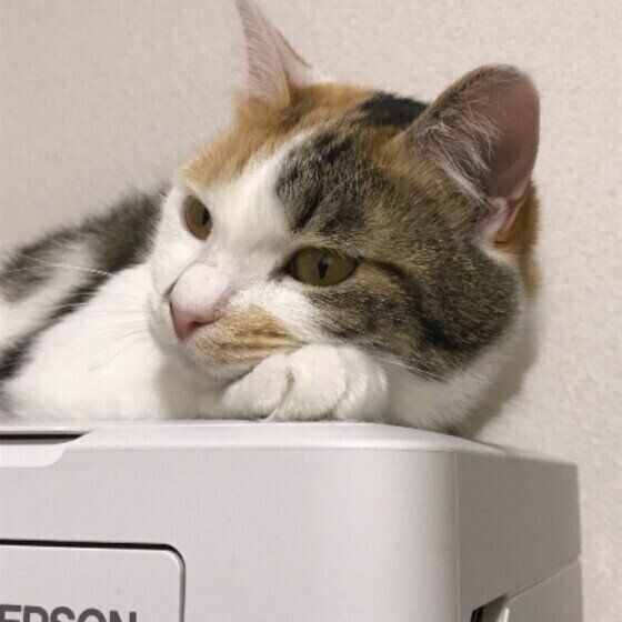 頬杖をつく三毛猫